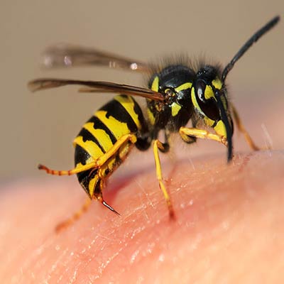 Wasps/Bees Treatment